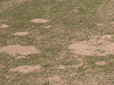 Grass field with multiple sandy bare patches and scattered weeds
