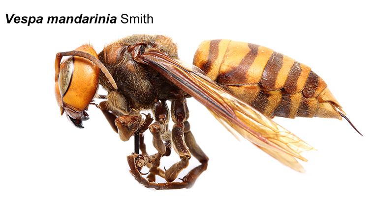 Asian Giant Hornet