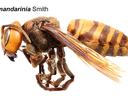 Asian Giant Hornet