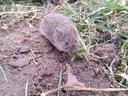 Small brown vole on dirt and grass nibbling a small plant