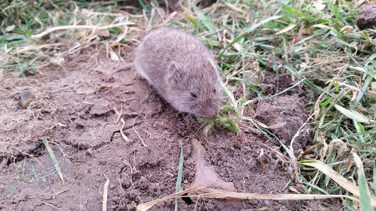 Vole