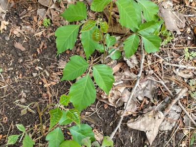 Poison ivy can be controlled now with a brushkiller herbicide. (Credit Seth Nagy)