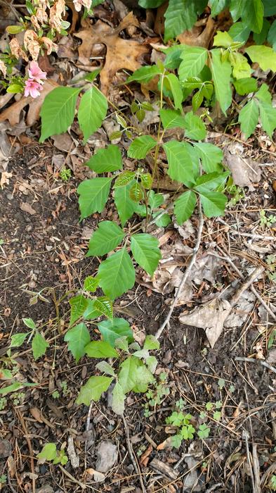 Poison ivy can be controlled now with a brushkiller herbicide. (Credit Seth Nagy)