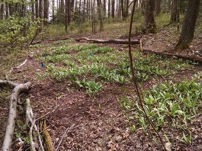 ramps growing in the woods