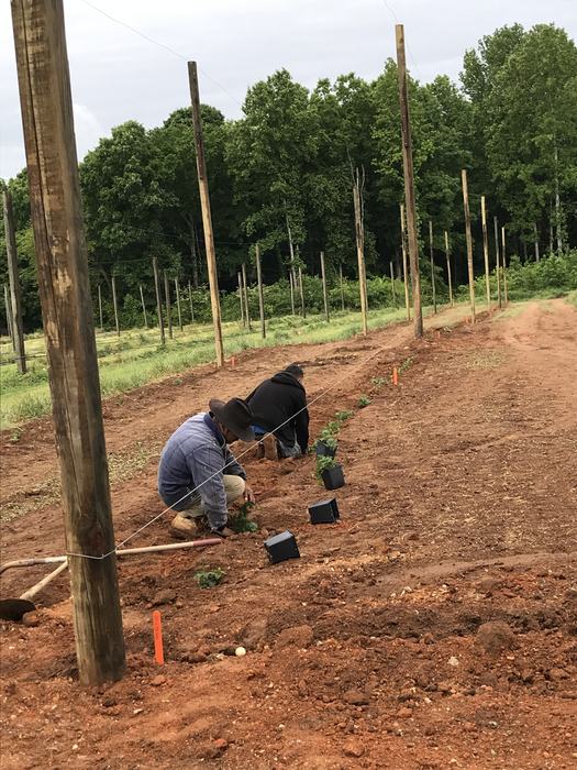 People planting hops by hand