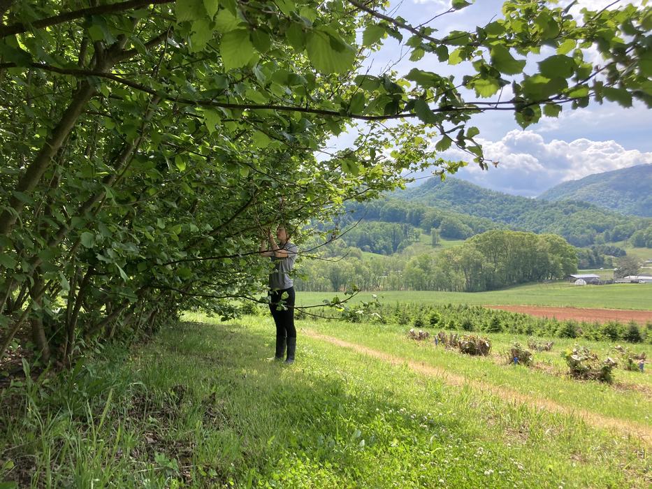 woman looking at leaves on filbert trees