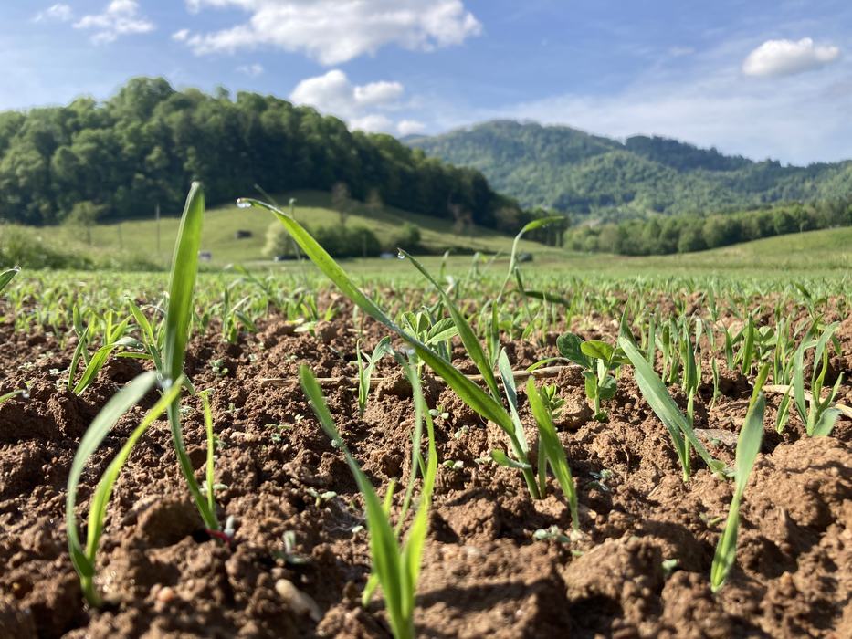cover crops emerging in field 