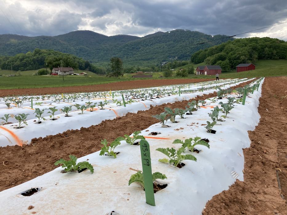 young broccoli plants growing on raised beds with white plastic mulch
