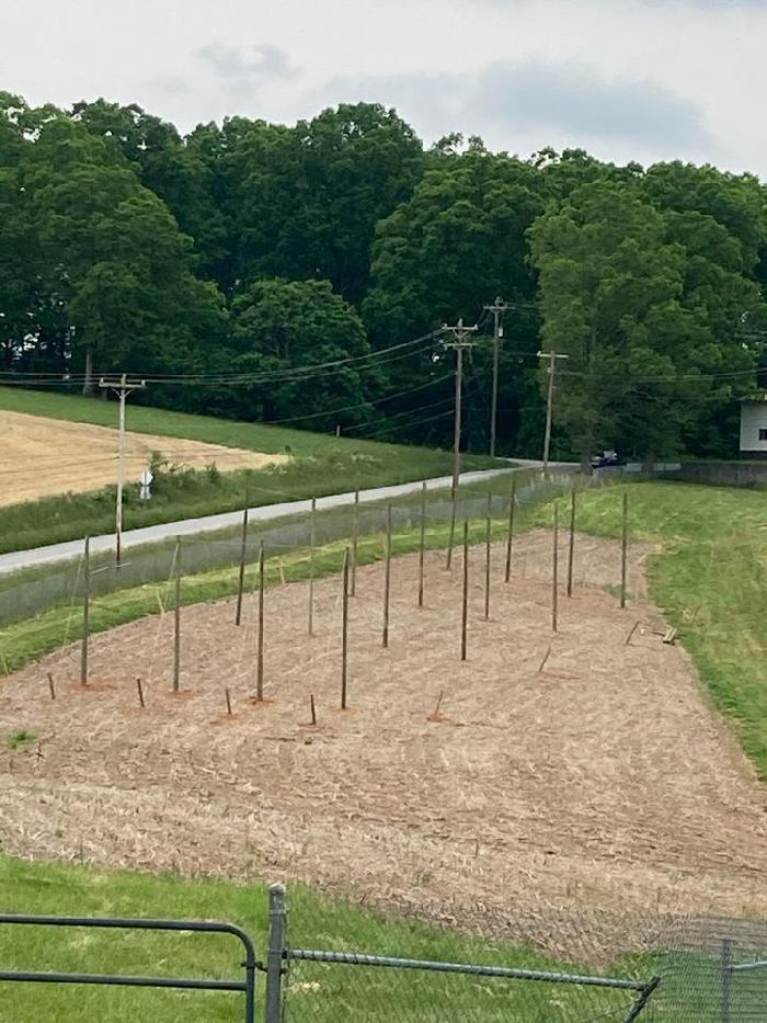 newly established hop yard