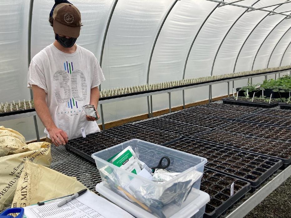 man seeding flats with hemp seed