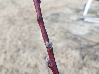 Red young tree branch with small fuzzy winter buds against dry grass background