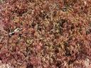 Frost damaged Japanese Maple
