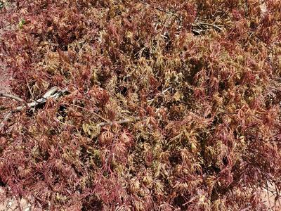 Frost damaged Japanese Maple