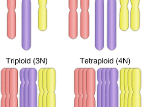 Ploidy level visualization