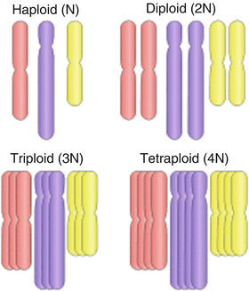 Ploidy level visualization