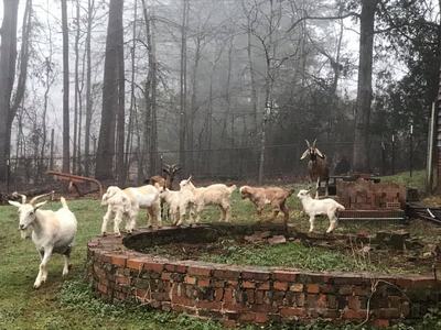 Kiko goats on a brick wall