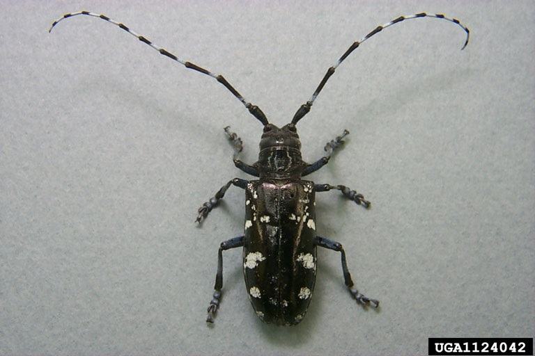 Asian Longhorn Beetle