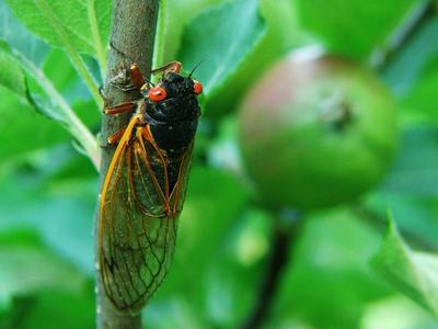 Periodical cicada on apple tree