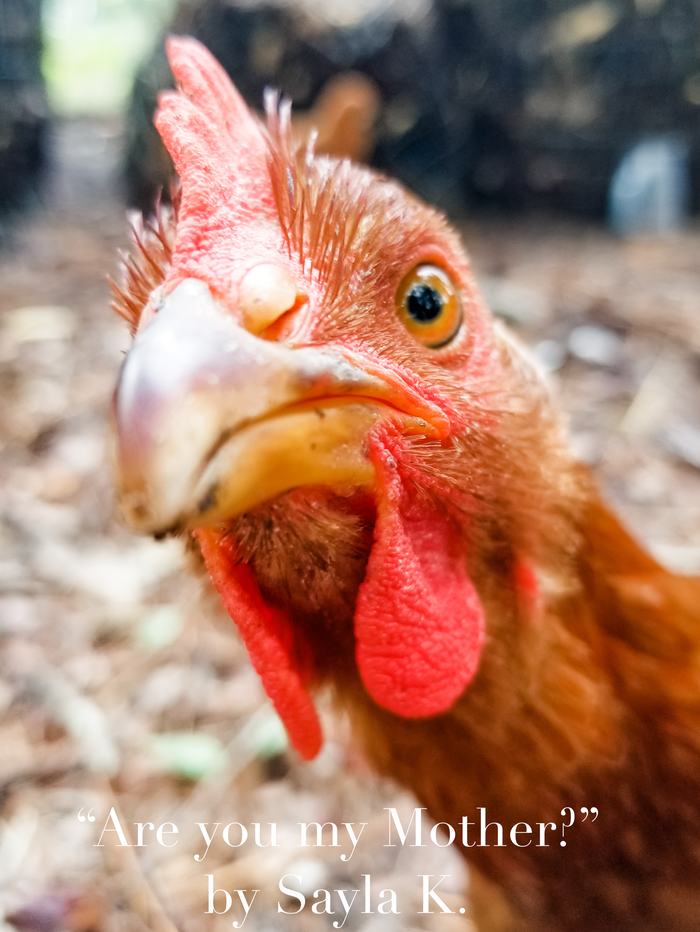 2020 1st place Junior Division: 4-H in Action "Are you my Mother" taken by Sayla K.