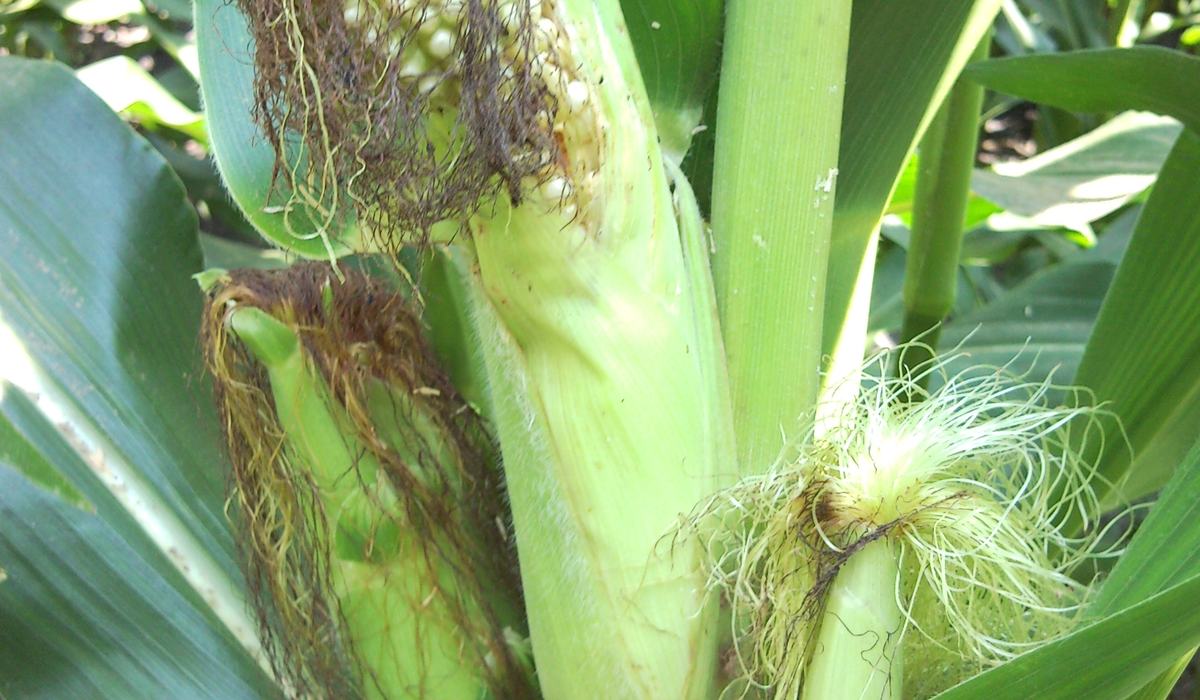 Stink Bugs in Corn - Union County Center | N.C. Cooperative Extension
