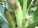 Injury caused by stink bugs feeding on stalks before the ear emerged (prior to tasseling)