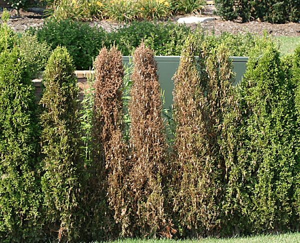 bagworm damage on arborvitae