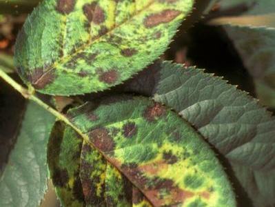 Blackspot Disease on Rose