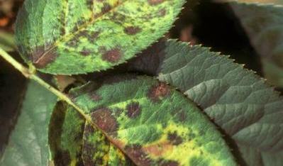 Rose Handler Common Rose Diseases - Wayne County Center | N.C. Cooperative Extension