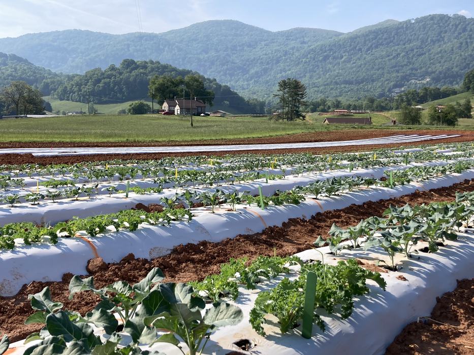 Young broccoli and kale growing on raised beds with white plastic