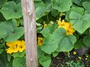 Butternut squash in flower