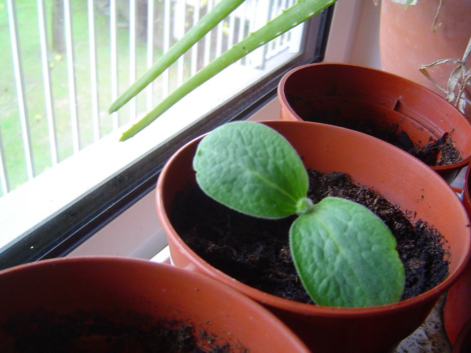 Butternut Seedling