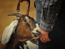 Show goat