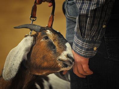 Show goat