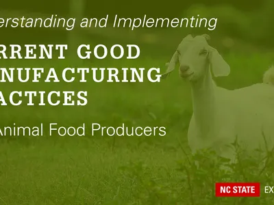 green overlay on goat in field