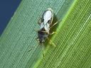 close-up of a bug on a leaf
