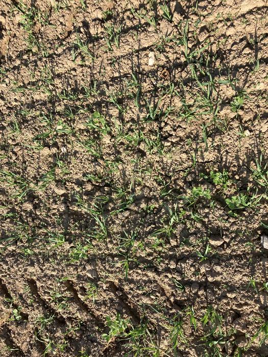 oats peas clover germinating in field