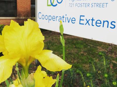Yellow iris in front of a sign reading "Durham County Cooperative Extension"