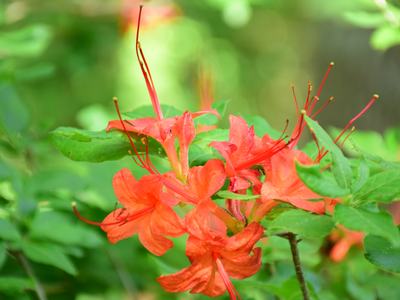 azalea