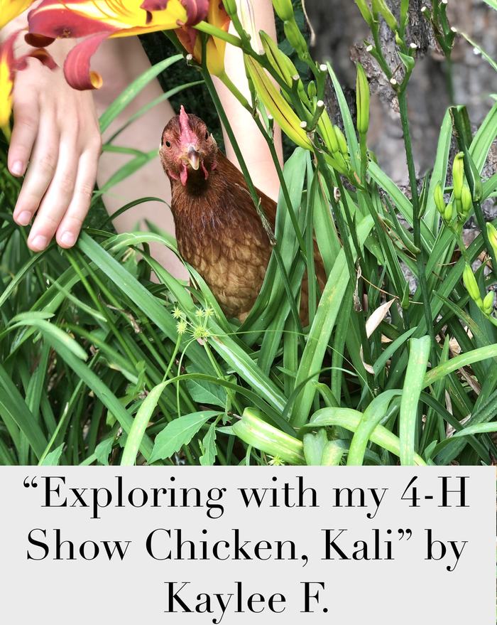 2020 1st place Junior Division: Pets in Action "Exploring with my 4-H Show Chicken, Kali" taken by Kaylee F.