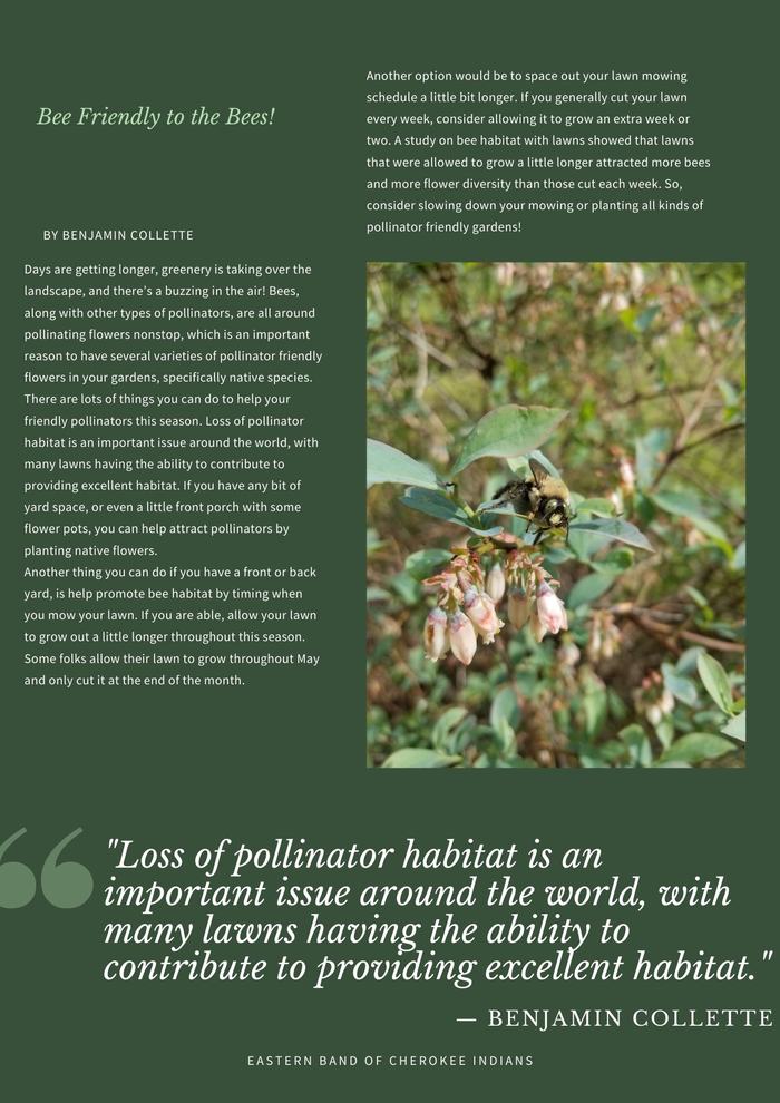 Days are getting longer, greenery is taking over the landscape, and there’s a buzzing in the air! Bees, along with other types of pollinators, are all around pollinating flowers nonstop, which is an important reason to have several varieties of pollinator friendly flowers in your gardens, specifically native species. There are lots of things you can do to help your friendly pollinators this season. Loss of pollinator habitat is an important issue around the world, with many lawns having the ability to contribute to providing excellent habitat. If you have any bit of yard space, or even a little front porch with some flower pots, you can help attract pollinators by planting native flowers. Another thing you can do if you have a front or back yard, is help promote bee habitat by timing when you mow your lawn. If you are able, allow your lawn to grow out a little longer throughout this season. Some folks allow their lawn to grow throughout May and only cut it at the end of the month. Another option would be to space out your lawn mowing schedule a little bit longer. If you generally cut your lawn every week, consider allowing it to grow an extra week or two. A study on bee habitat with lawns showed that lawns that were allowed to grow a little longer attracted more bees and more flower diversity than those cut each week. So, consider slowing down your mowing or planting all kinds of pollinator friendly gardens!