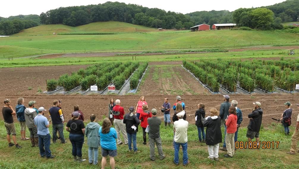 people looking at research tomato trials