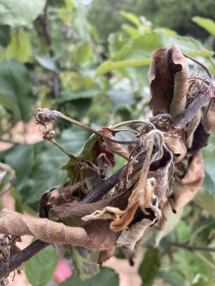 Fire blighted blossoms on apple