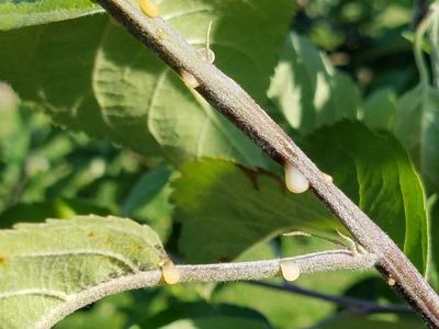 Fire Blight Ooze on Apple