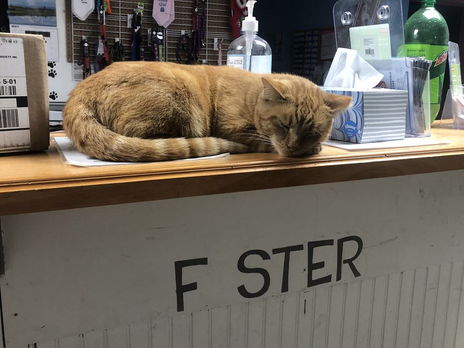 Foster with Cat