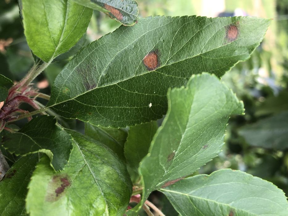 Symptoms of early GLS on leaves
