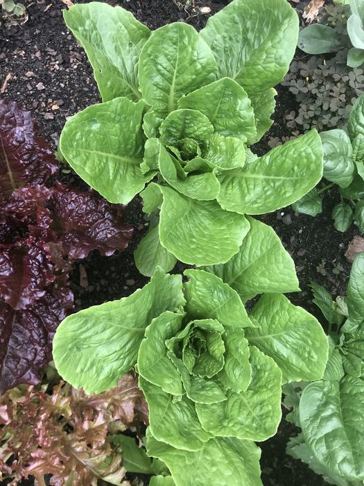 Healthy lettuce plant