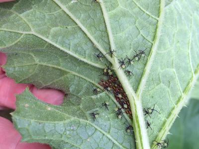 insects hatching under leaves