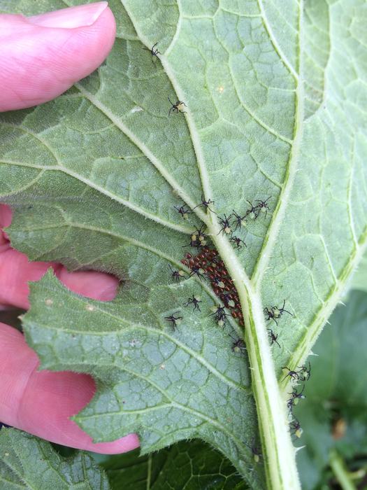 insects hatching under leaves