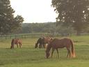 Grazing Horses
