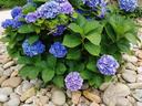 Hydrangea